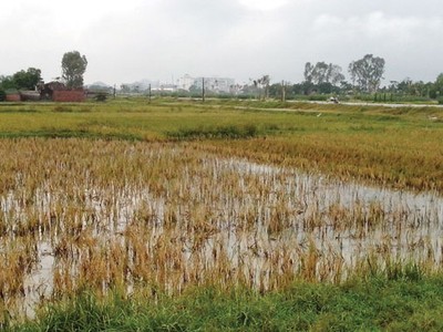 Dân Thanh Hóa mua nhầm… “đất đa cấp”